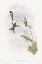 Picture of THE FAMILY OF HUMMINGBIRDS