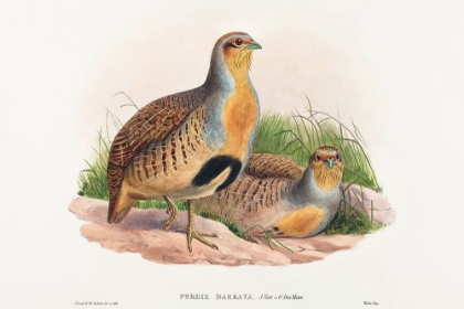 Picture of PERDIX BARBATA-DAURIAN PARTRIDGE