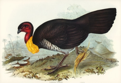 Picture of BRUSH TURKEY-TALEGALLA LATHAMII