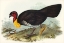 Picture of BRUSH TURKEY-TALEGALLA LATHAMII