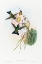 Picture of ERIOCNEMIS VESTITUS-GLOWING PUFF-LEG