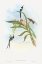 Picture of THARMASTURA ENICURA-SLENDER SHEAR-TAIL