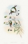 Picture of SPATHURA PERUANA-PERUVIAN RACKET-TAIL