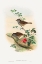 Picture of ACCENTOR MODULARIS-DUNNOCK