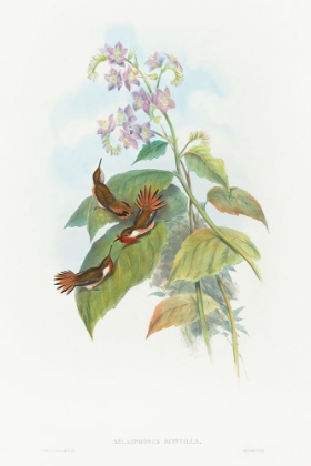 Picture of SELASHORUS SCINTILLA-SCINTILLANT HUMMINGBIRD