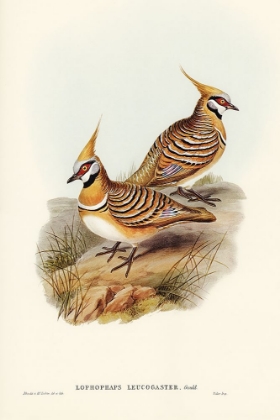 Picture of WHITE-BELLIED BRONZEWING-LOPHOPHAPS LEUCOGASTER