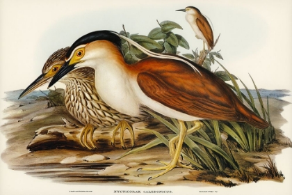 Picture of NANKEEN NIGHT HERON-NYCTICORAX CALEDONICUS