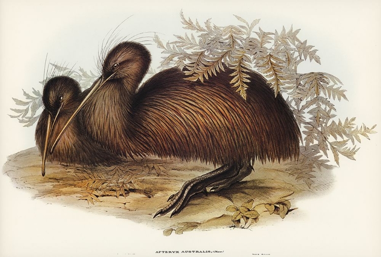 Picture of KIWI-APTERYX AUSTRALIS