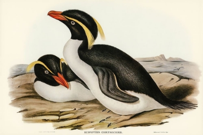 Picture of CRESTED PENGUIN-EUDYPTES CHRYSOCOME