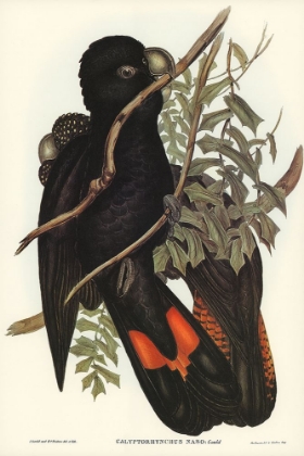 Picture of WESTERN BLACK COCKATOO-CALYPTORHYNCHUS NASO