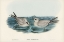 Picture of GREY NODDY-ANOUS CINEREUS