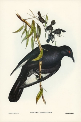 Picture of WHITE-WINGED CHOUGH-CORCORAX LEUCOPTERUS