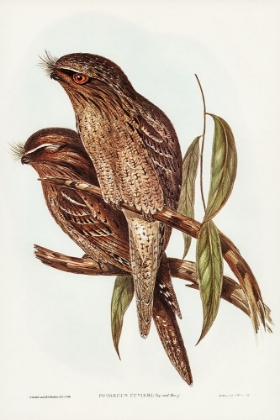 Picture of TAWNY FROGMOUTH-PODARGUS CUVIERI