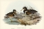 Picture of AUSTRALIAN RHYNCHAEA-RHYNCHAEA AUSTRALIS
