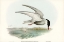 Picture of MARSH TERN-HYDROCHELIDON FLUVIATILIS