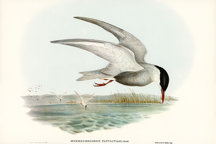 Picture of MARSH TERN-HYDROCHELIDON FLUVIATILIS