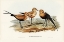 Picture of AUSTRALIAN PRATINCOLE-GLAREOLA GRALLARIA