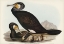 Picture of AUSTRALIAN CORMORANT-PHALACROCORAX CARBOIDES
