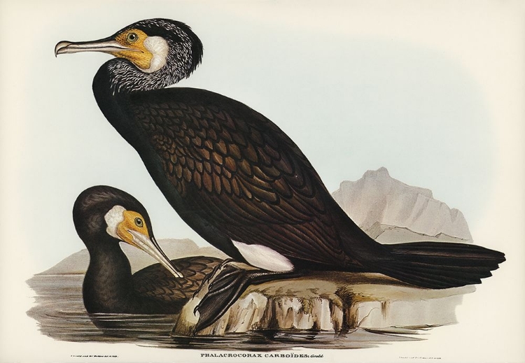 Picture of AUSTRALIAN CORMORANT-PHALACROCORAX CARBOIDES