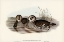 Picture of MEMBRANACEOUS DUCK-MALACORHYNCHUS MEMBRANACEUS