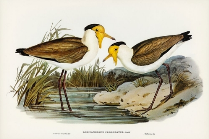 Picture of MASKED PEWIT-LOBIVANELLUS PERSONATUS