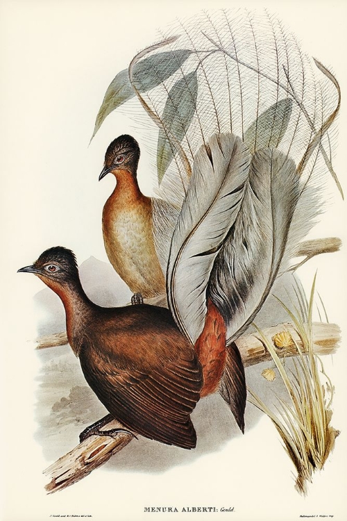 Picture of ALBERT LYRE-BIRD-MENURA ALBERTI