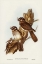 Picture of WHITE-BELLIED OWLET NIGHTJAR-AEGOTHELES LEUCOGASTER