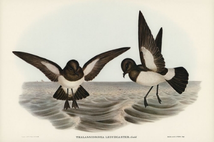 Picture of WHITE-BELLIED STORM PETREL-THALASSIDROMA LEUCOGASTER