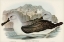 Picture of CULMINATED ALBATROS-DIOMEDEA CULMINATA