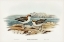 Picture of RED-CAPPED DOTTREL-HIATICULA RUFICAPILLA
