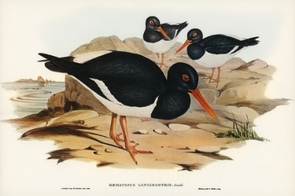 Picture of WHITE-BREASTED OYSTER-CATCHER-HAEMATOPUS LONGIROSTRIS