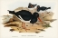 Picture of WHITE-BREASTED OYSTER-CATCHER-HAEMATOPUS LONGIROSTRIS