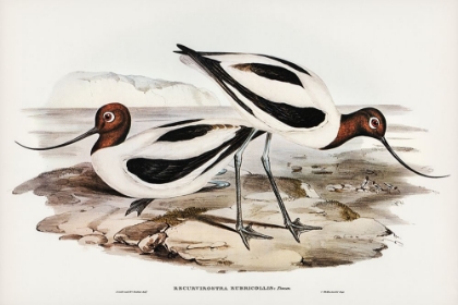 Picture of RED-NECKED AVOCET-RECURVIROSTRIS RUBRICOLLIS