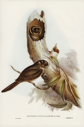 Picture of OWLET NIGHTJAR-AEGOTHELES NOVA-HOLLANDIE