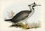 Picture of SPOTTED CORMORANT-PHALACROCORAX PUNCTATUS