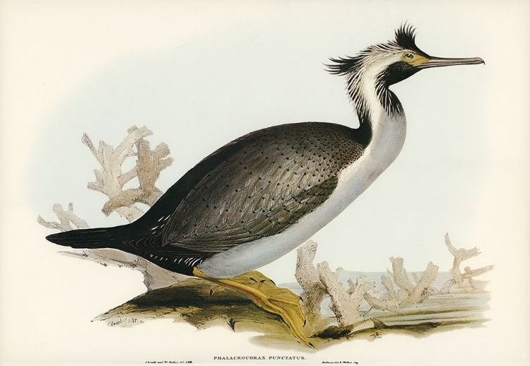 Picture of SPOTTED CORMORANT-PHALACROCORAX PUNCTATUS