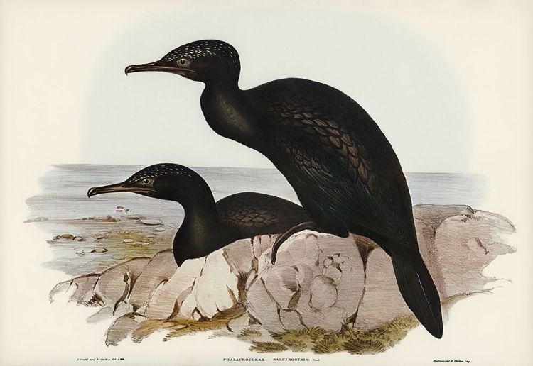 Picture of GROOVE-BILLED CORMORANT-PHALACROCORAX SULCIROSTRIS