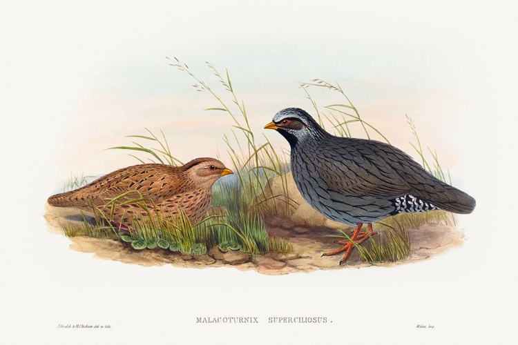 Picture of MALACOTURNIX SUPERCILIOSUS-MOUNTAIN QUAIL