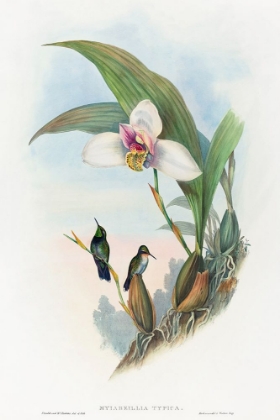 Picture of MYIABEILLIA TYPICA-ABEILLES HUMMINGBIRD