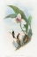 Picture of MYIABEILLIA TYPICA-ABEILLES HUMMINGBIRD