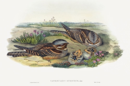 Picture of CAPRIMULGUS EUROPAEUS-NIGHTJAR