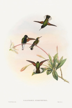 Picture of CALLIPHARUS NIGRIVENTRIS-BLACK-BELLIED HUMMINGBIRD