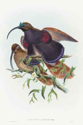 Picture of DREPANORNIS ALBERTISI-BLACK-BILLED SICKLEBILL BIRD OF PARADISE