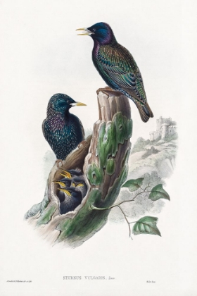 Picture of THE BIRDS OF GREAT BRITAIN-STURNUR VULGARIS