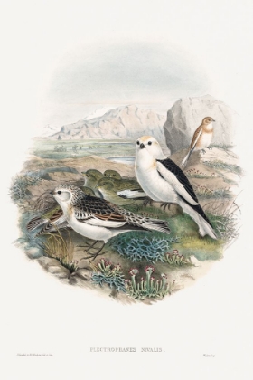 Picture of THE BIRDS OF GREAT BRITAIN-PLESTROPHANES NIVALIS