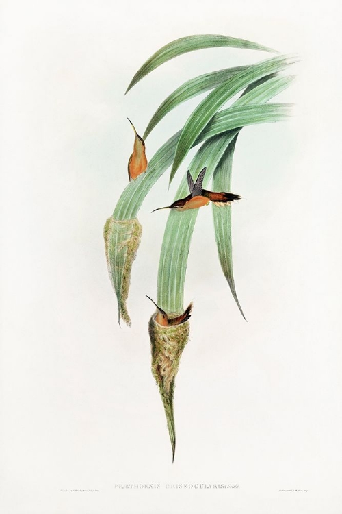 Picture of PHAETHORNIS GRISEOGULARIS