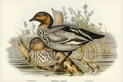 Picture of MANED GOOSE-BERNICLA JUBATA