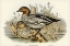 Picture of MANED GOOSE-BERNICLA JUBATA