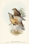 Picture of FAWN-BREASTED BOWER-BIRD-CHLAMYDERA CERVINIVENTRIS