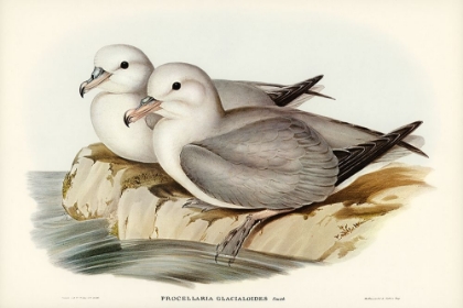 Picture of SILVERY GREY PETREL-PROCELLARIA GLACIALOIDES